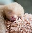 Sloth Lucu Imut Indonesia Nya Adalah